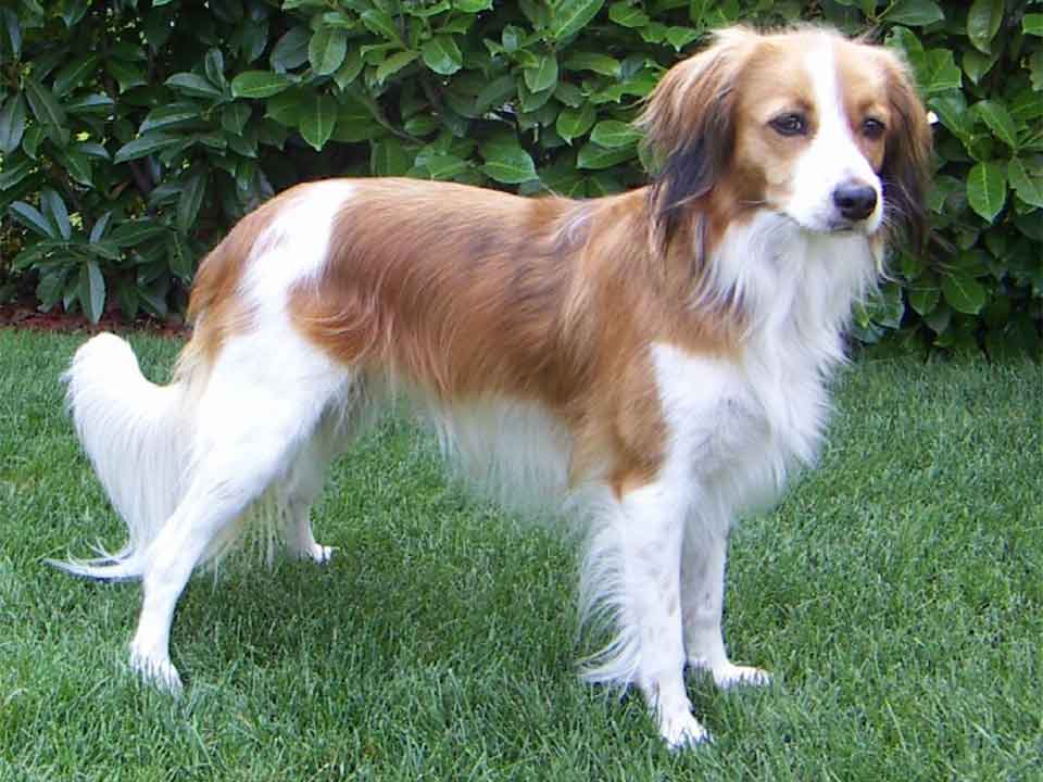 Kooikerhondje or Nederlands Kooikerhondje is a Sporting and Working Dog