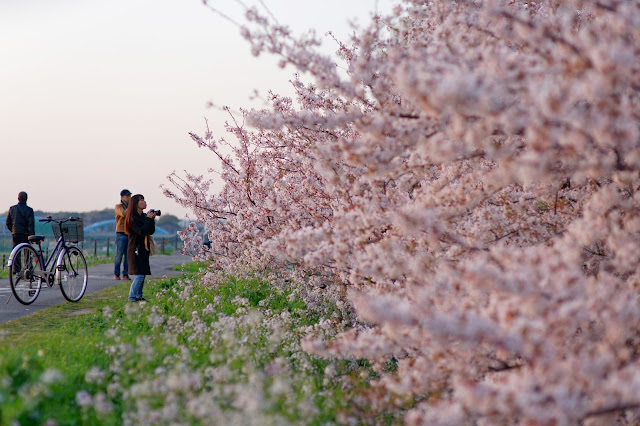 SONY ILCE-9 SIGMA 85mm F1.4 EX DG HS