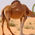 لماذا أمرنا النبي بالوضوء بعد أكل لحم الجمل | سبحان الله لن تصدق الحكمة من ذلك لماذا أمرنا النبي بالوضوء بعد أكل لحم الجمل | سبحان الله لن تصدق الحكمة من ذلك
