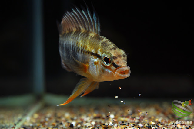 Apistogramma sp. manacacias (cf. hoignei)