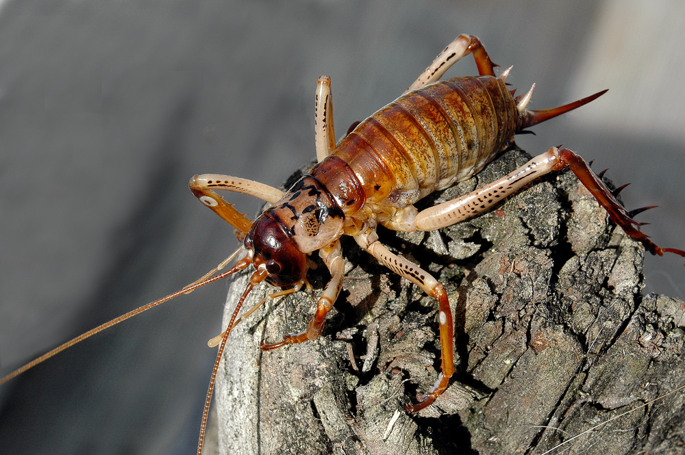 5 OVERSIZED Bugs that Missouri (Thankfully) Doesn’t Have