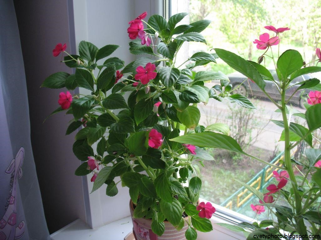 Комнатный Цветок Огонек Фото