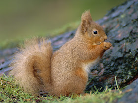 Fun Animals Wiki, Videos, Pictures, Stories: Squirrel Wallpapers