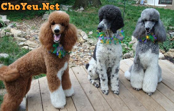 chó Poodle đẹp chó Poodle đẹp