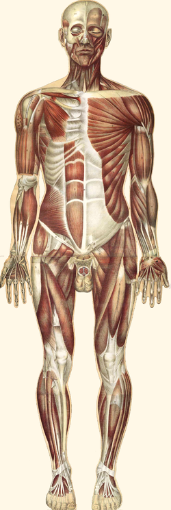 sistema neuromuscular sistema neuromuscular