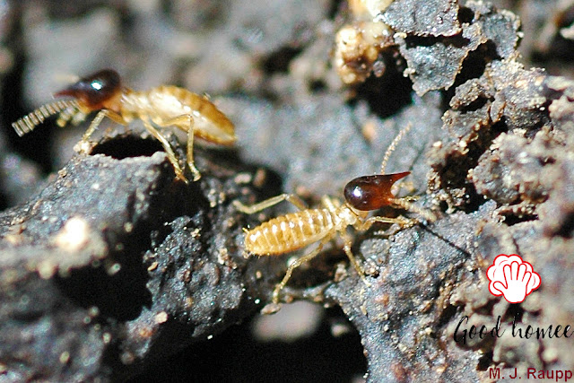 Best Termite Control Method