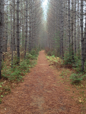 Stand of Red Pine