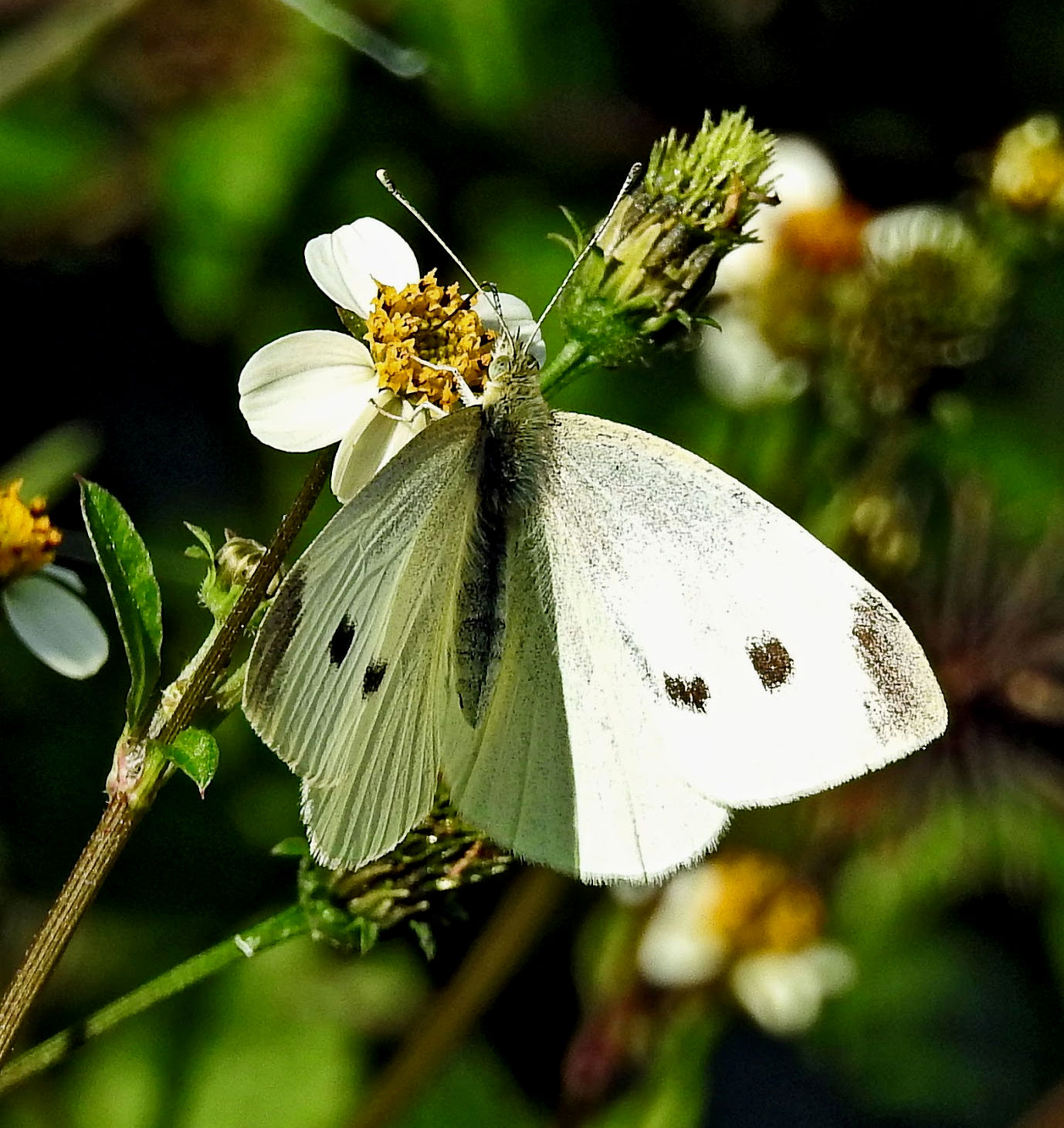 BIRDWALKERMONDAY 28102015 ULLAL DE BOLDOVI, ALBUFERA CABBAGE WHITE