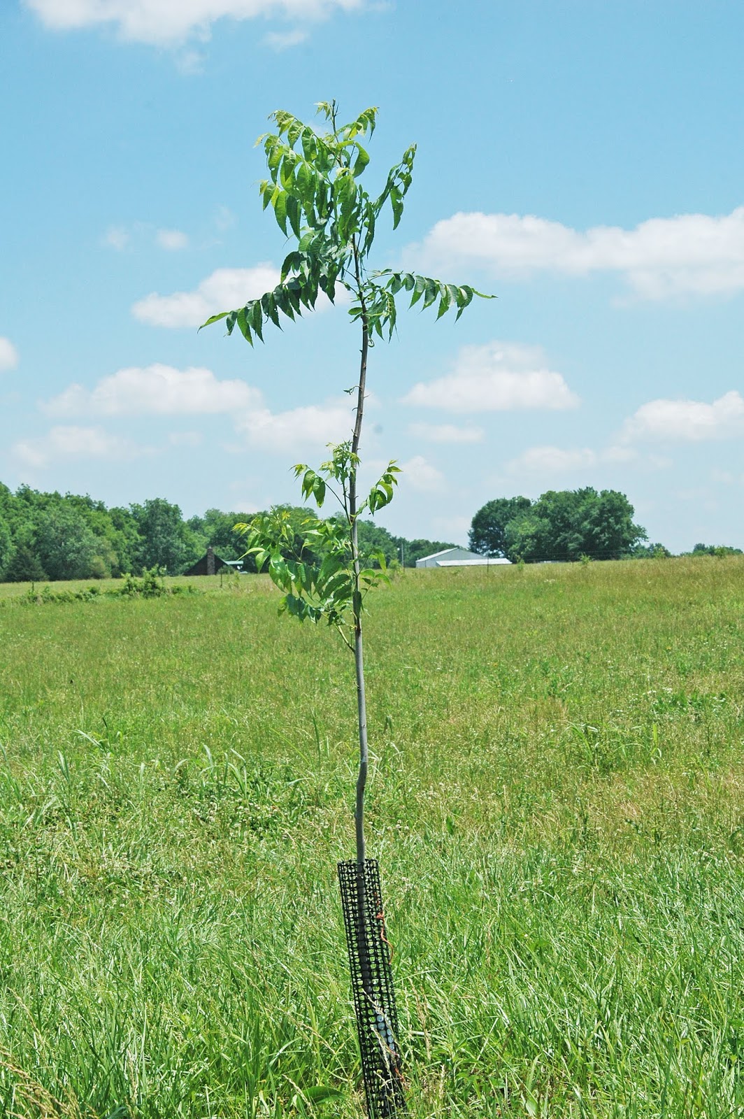 Northern Pecans Summer prune young pecan trees