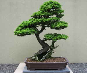 Macam Macam Gaya Bonsai Ciriciripohon Com