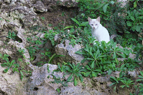 white cat, plants, rocks, garden, gif