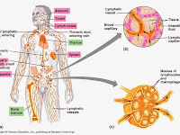 Diagram Of Lymph Nodes In Neck Diagram Of Lymph Nodes In Neck