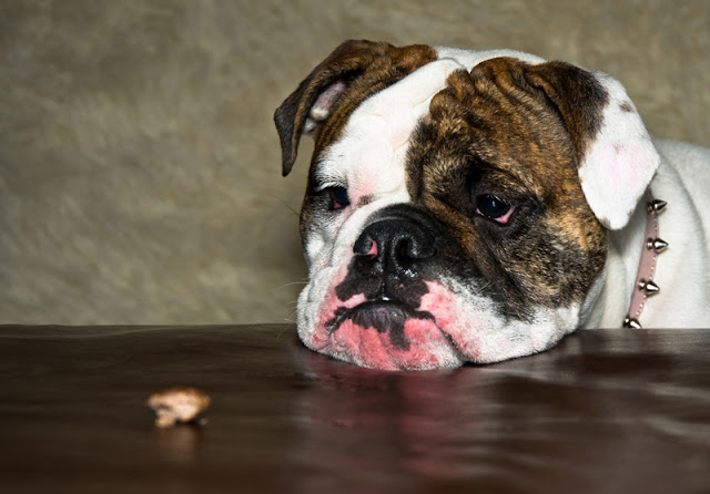 Confrontational dog training methods and behaviour problems A bulldog stares morosely at a treat; science shows rewards are the best way to train