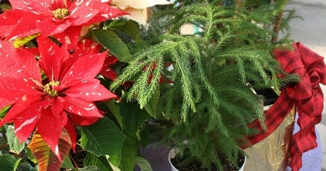 the flower bin houseplants you can use as christmas trees the flower bin houseplants you can use as christmas trees