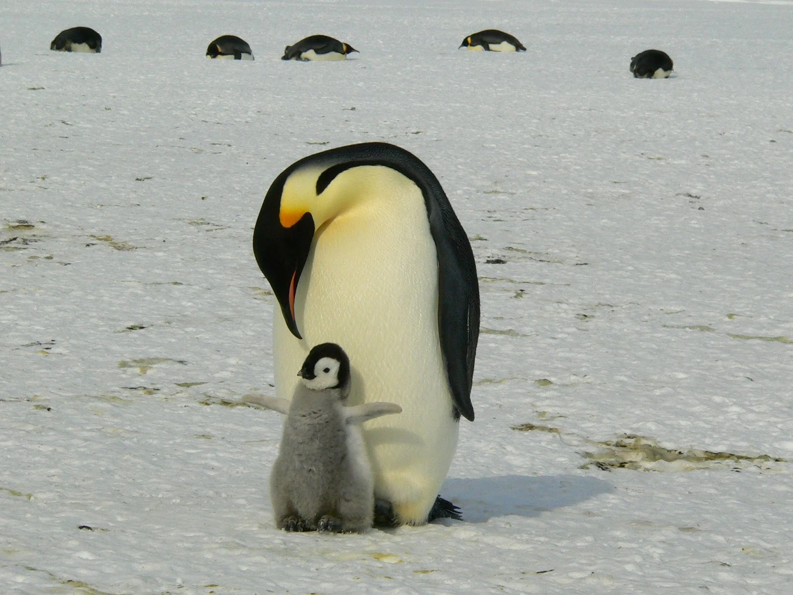 コウテイペンギンの親が足元で小さな羽を広げる子へ顔を下ろしている