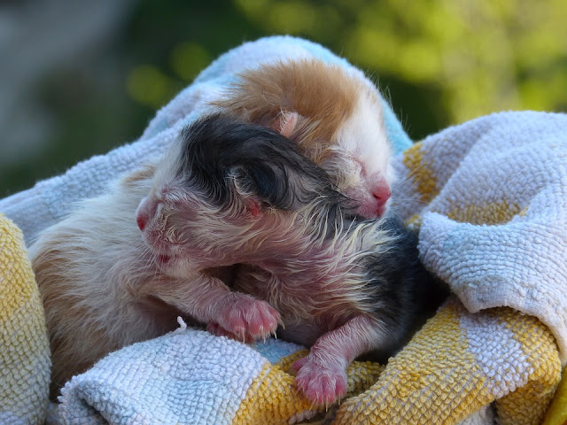 Newborn orphan kitten care guide