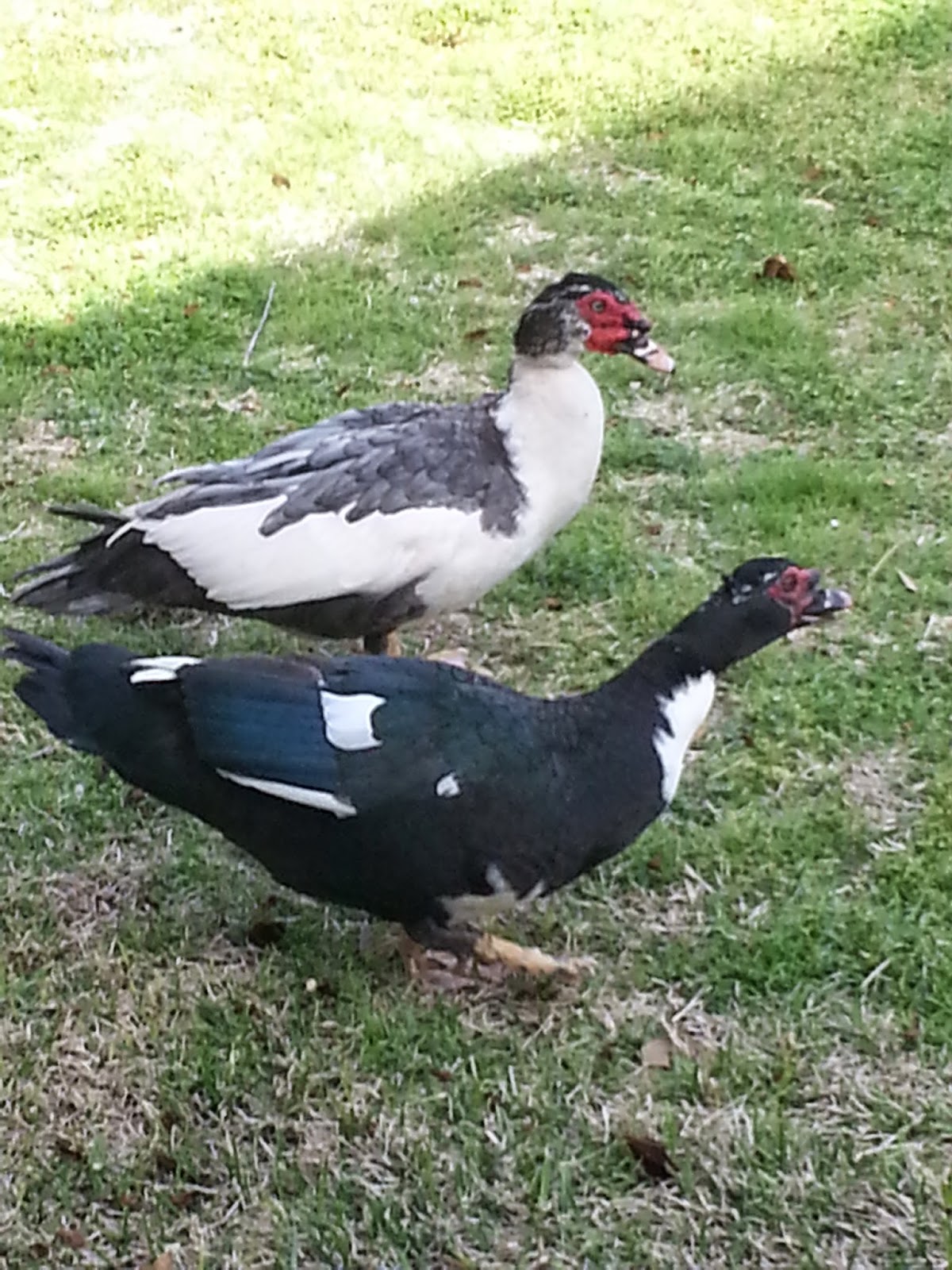 What Food Do Muscovy Ducks Eat What Food Do Muscovy Ducks Eat