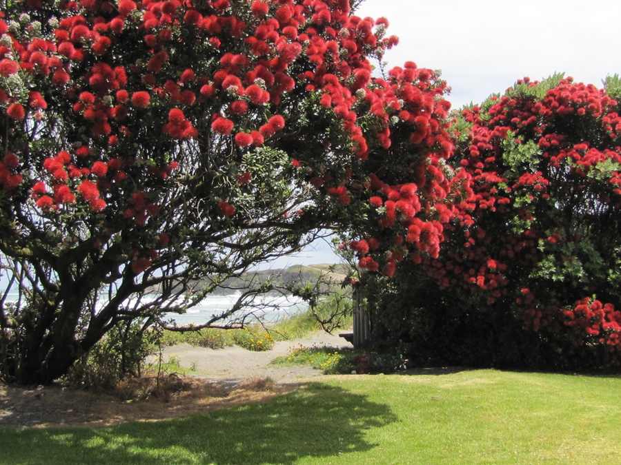 photographing New Zealand pohutukawa and WATW