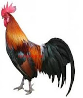 Ayam (chicken) Ayam (chicken)