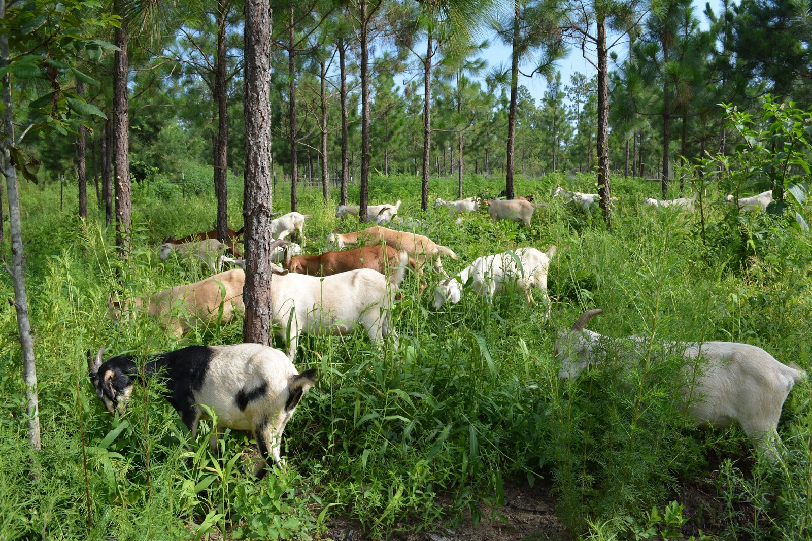 livestock-communication-agroforestry-session-127th-annual-farmers