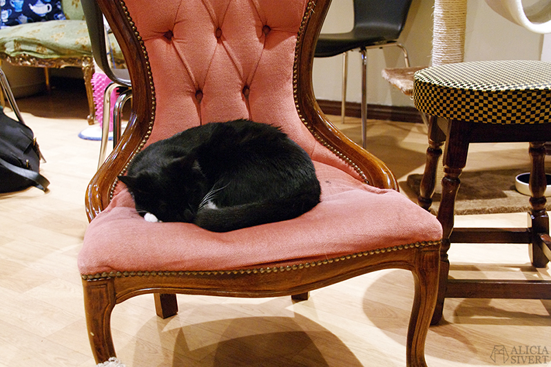 Lady Dinah's Cat Emporium, cat café in London. Photo by Alicia Sivertsson. semester resa london england att göra utflykt utflyktsmål cat café kattcafé katt kaffe café katter cats fika see and do