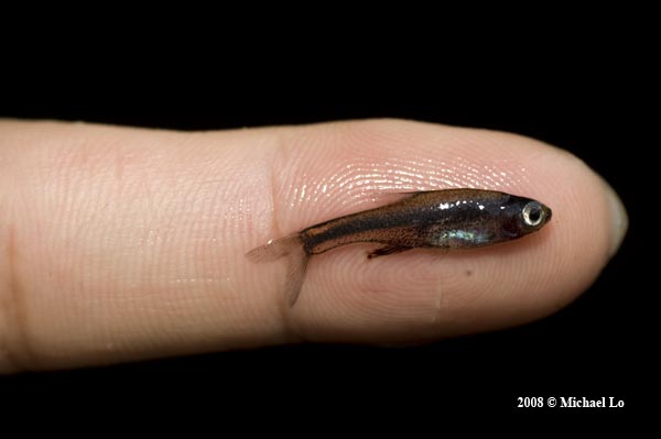 The rainforests of Borneo & Southeast Asia: Sundadanio margarition, the 