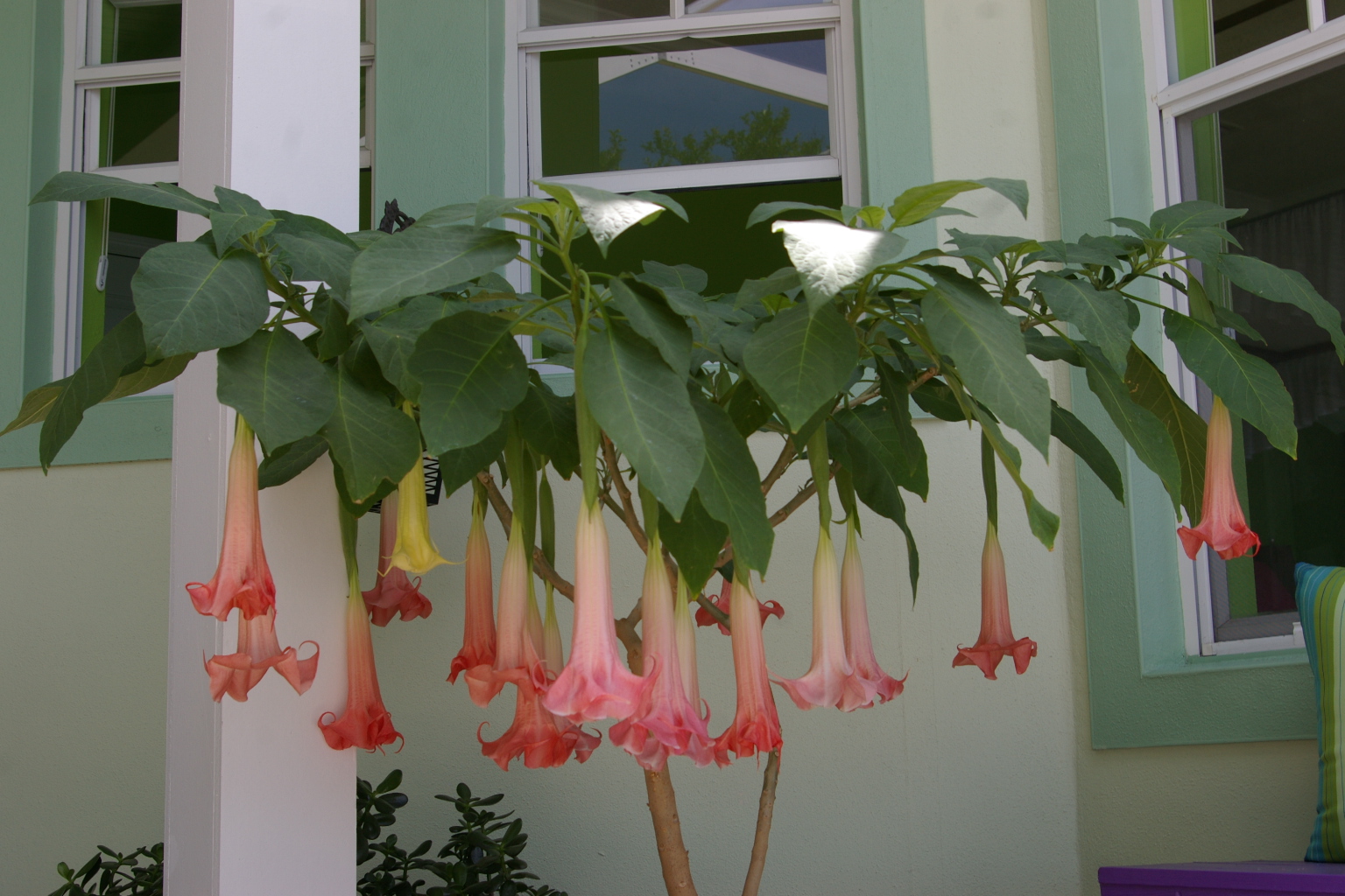 Marsha A. Moore Tea Leaf Tales Angels' Trumpets or Fairy Skirts?