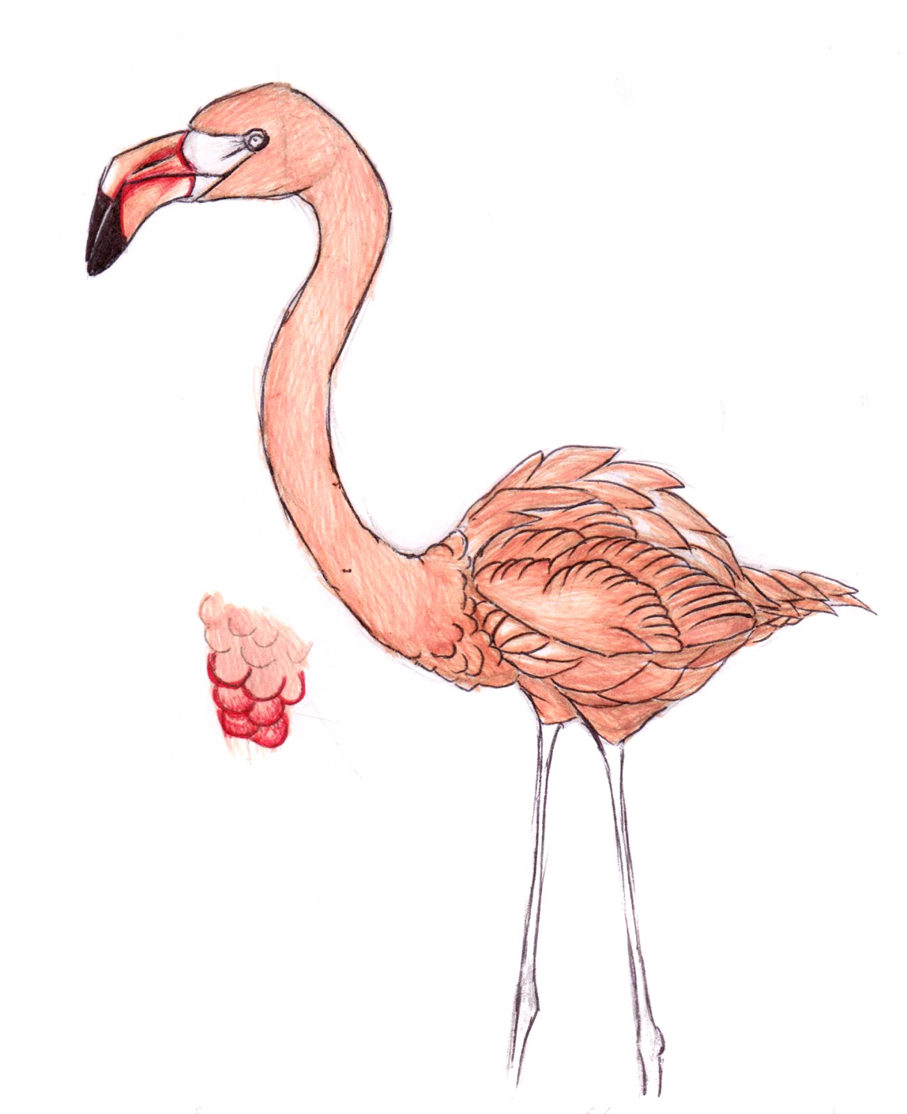 Фламинго легко. Фламинго рисунок. Нарисовать Фламинго. Фламинго карандашом. Фламинго рисунок карандашом.