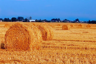 biomass Ukraine