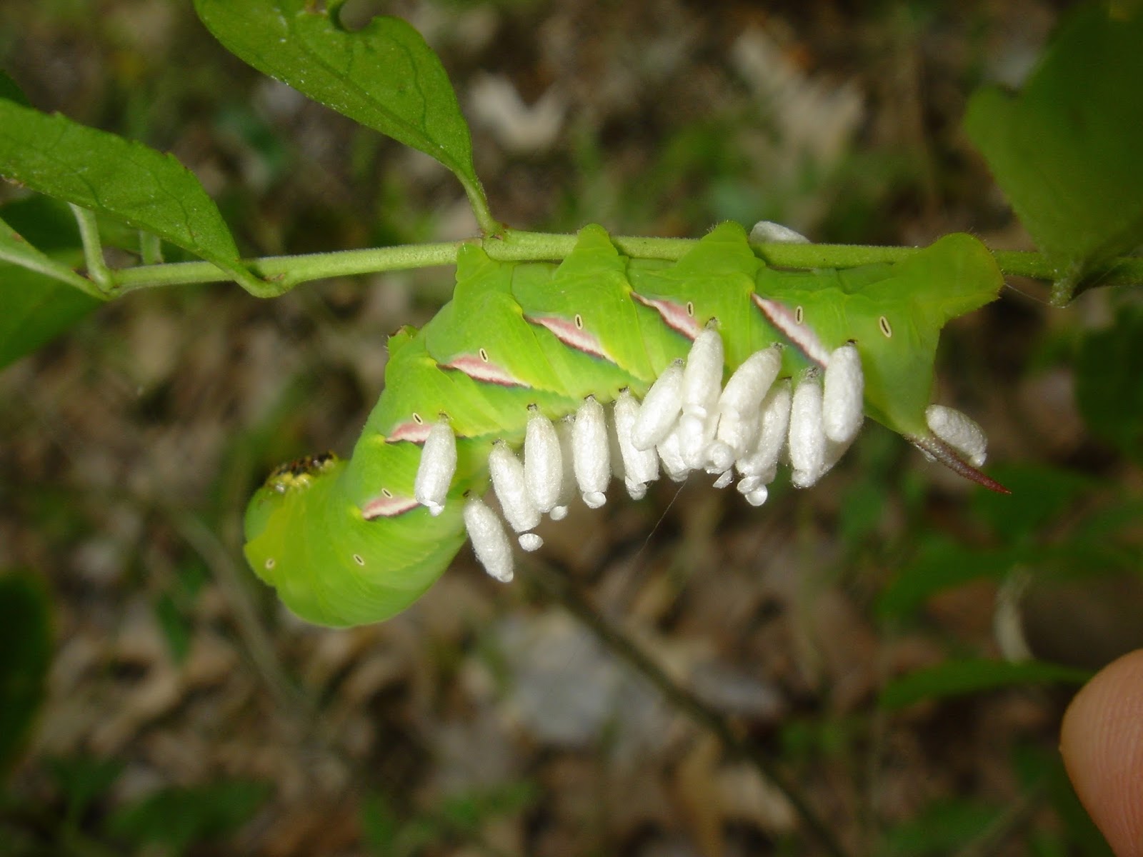 Sweating the Small Stuff 75 Common Arkansas Insects