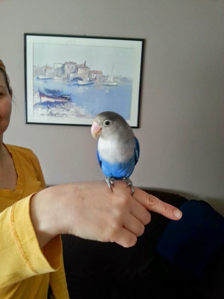 pitome papige DOBRO DOŠLI!