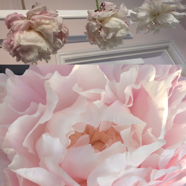 Handmade Happiness How to dry peonies