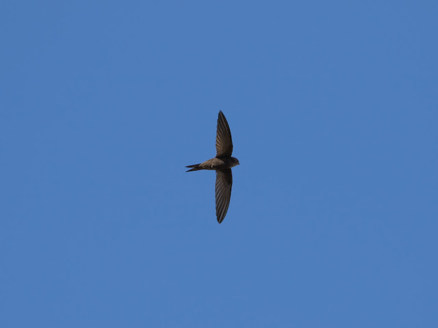 Plain Swift - Tenerife Plain Swift - Tenerife