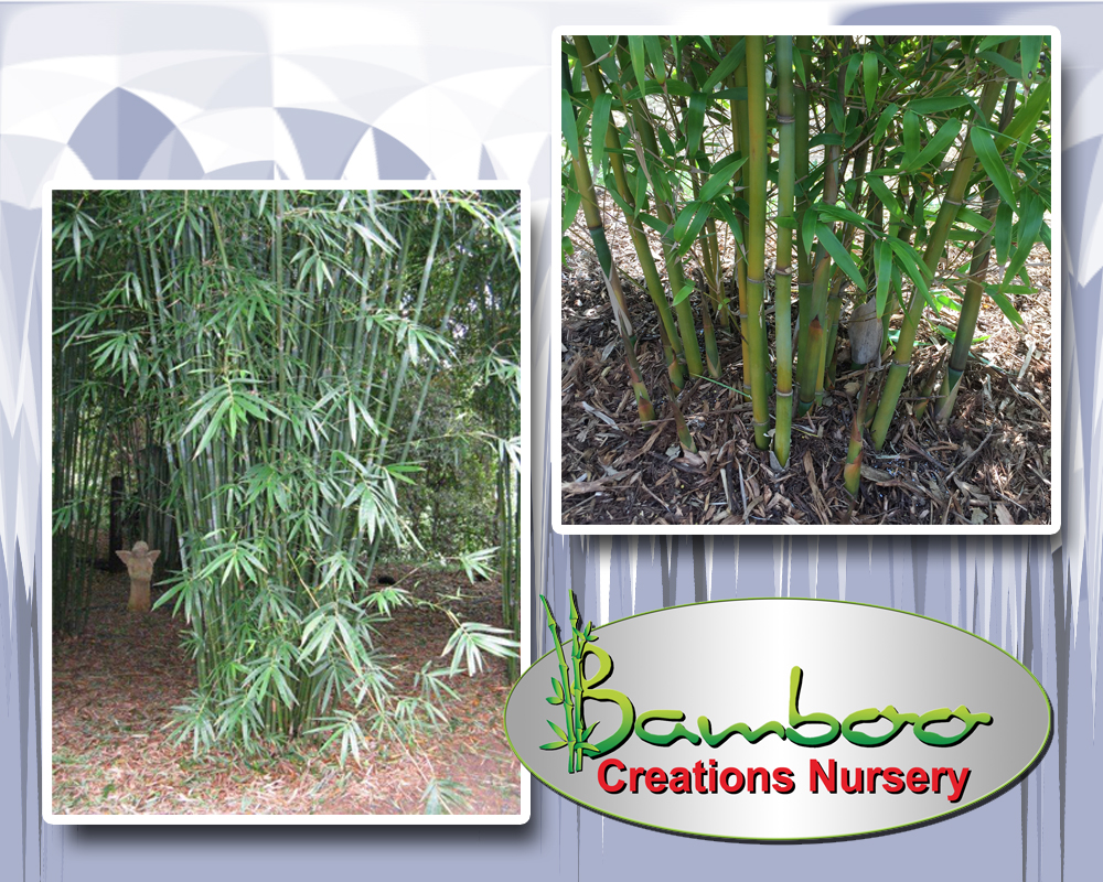 Bamboo Creations Victoria Planting Bamboo in the winter