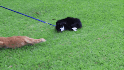 two cats on leashes; one cat is walking along under its own power, the other is being dragged and ends up dragged onto the first cat