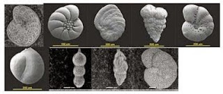 contoh gambar fosil foraminifera benthonik.
