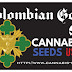 COLOMBIAN GOLD - 10 PACK