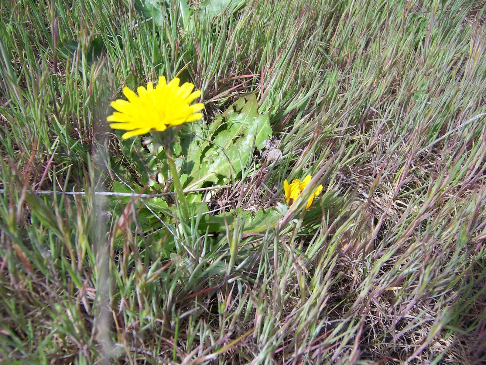 CASAS DE HARO: EL DIENTE DE LEÓN