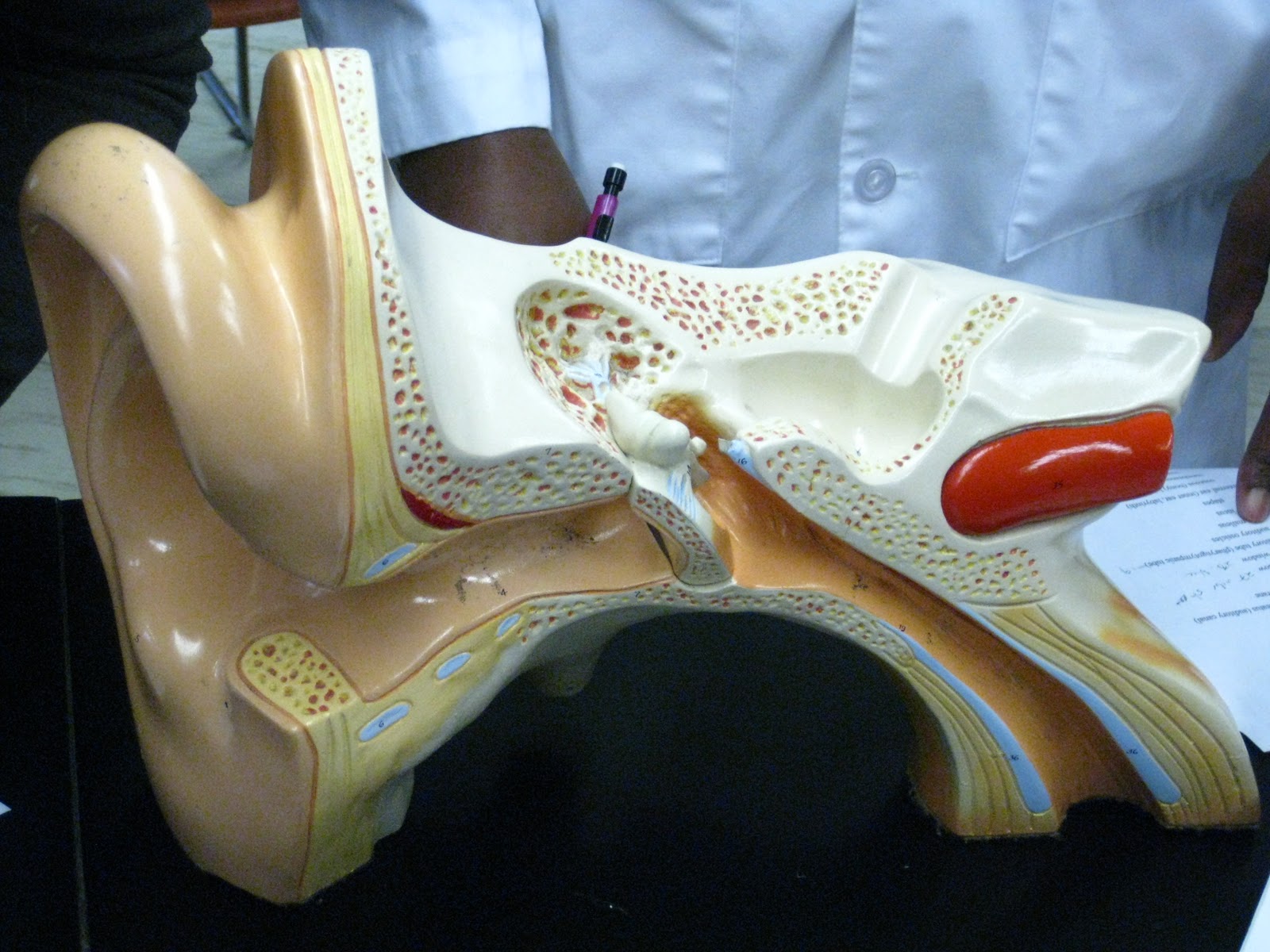 Cow Eye and Ear Model Human Ear Model