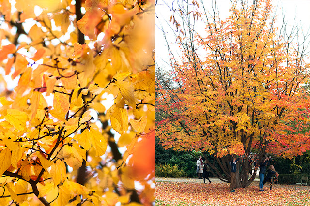 otoño, automne, travel, emociones, gataflamenca, inspiration