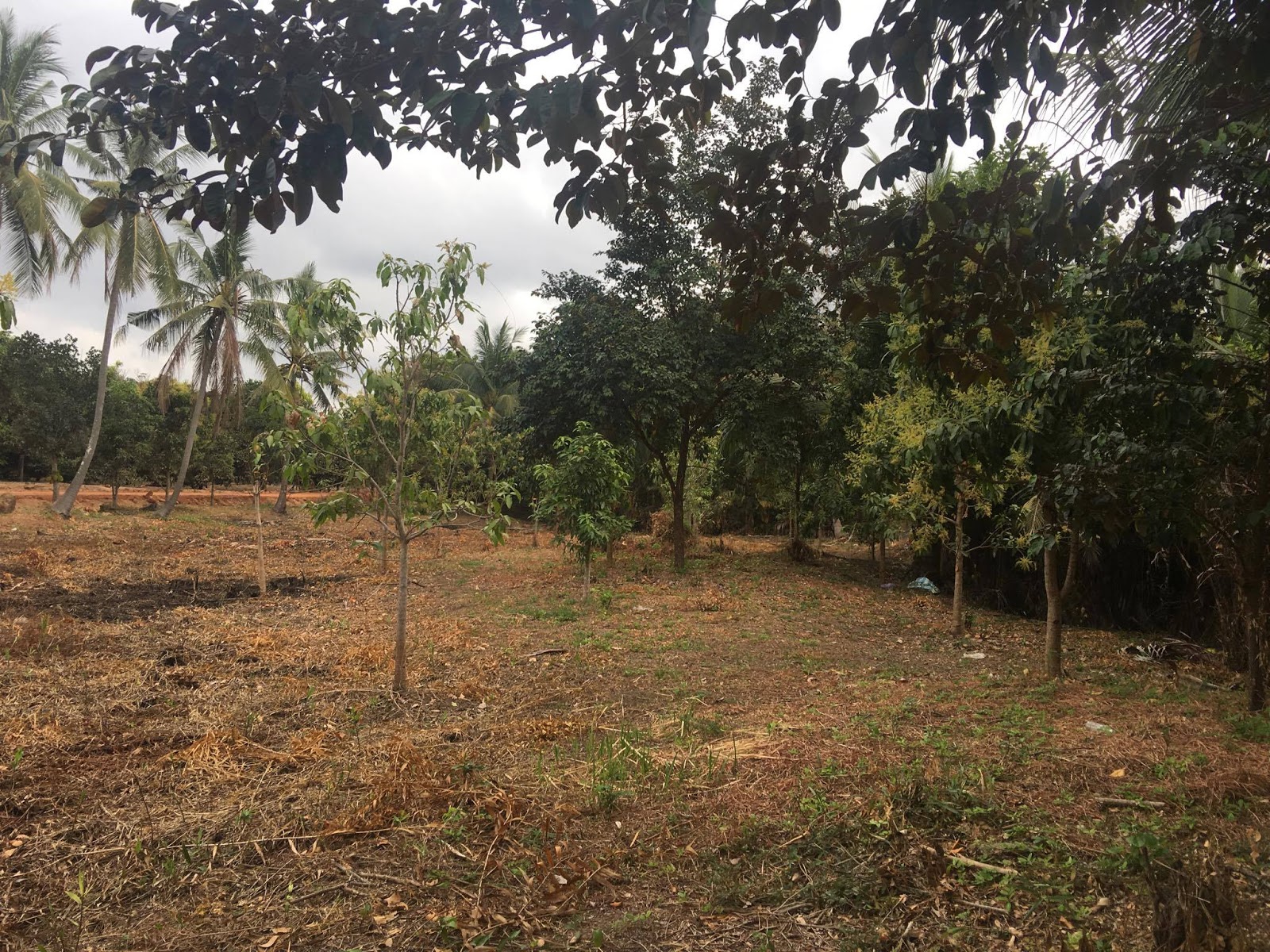 (Sold) Land on the river for sale, 8Km from the new bridge to the north