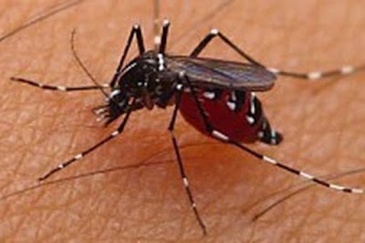 Mengapa setelah digigit nyamuk kulit terasa gatal?