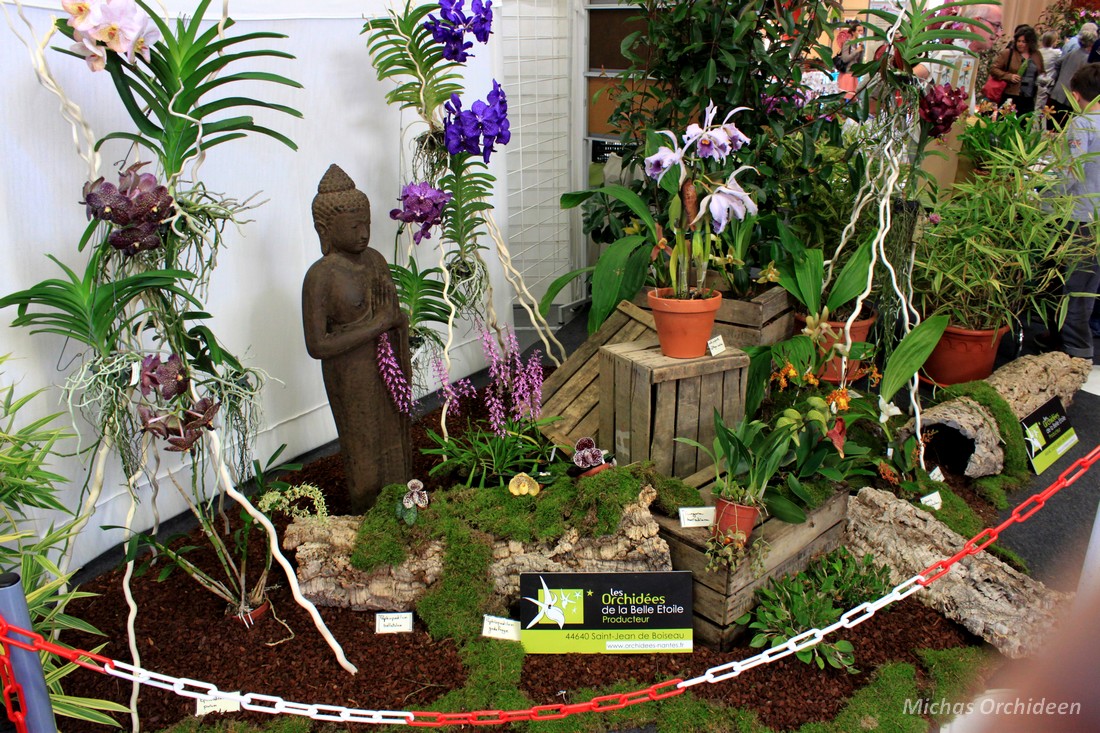Les Orchidees De Micha