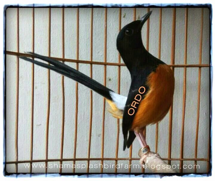 Murai Batu Trotol Umur 3 Bulan Y Murai Batu
