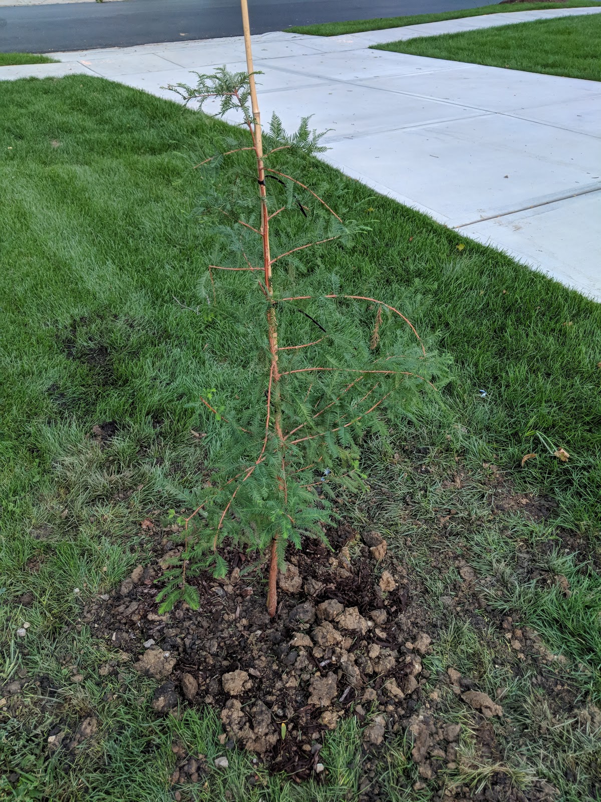 Planting a Bald Cypress - Front Yard Tree