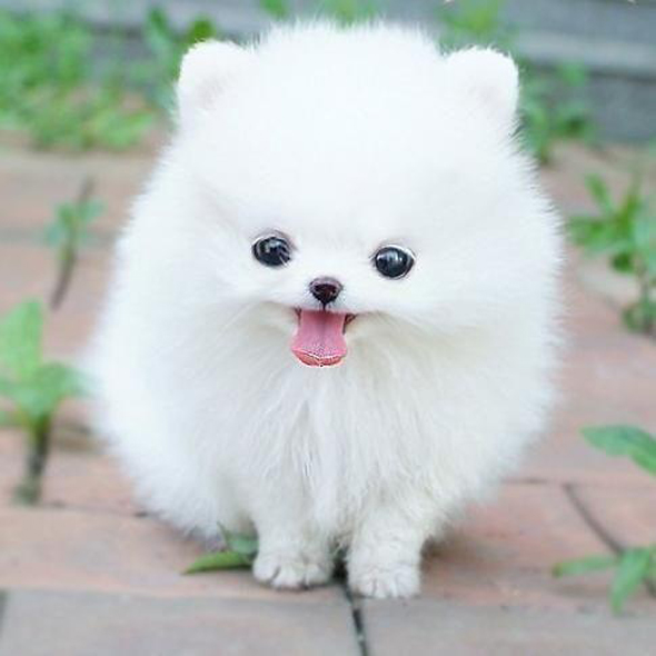 Sevimli Tatlı Köpek Fotoğrafları HD ) GamTeli