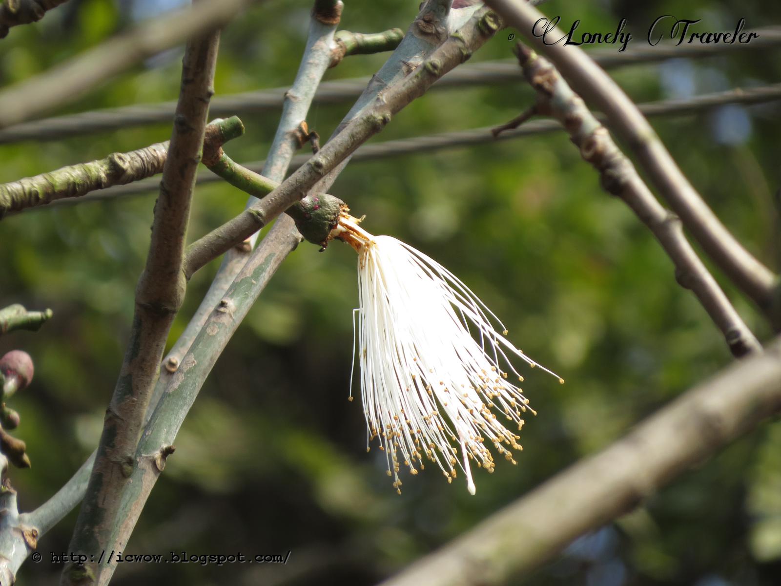 Shaving brush tree Pseudobombax ellipticum