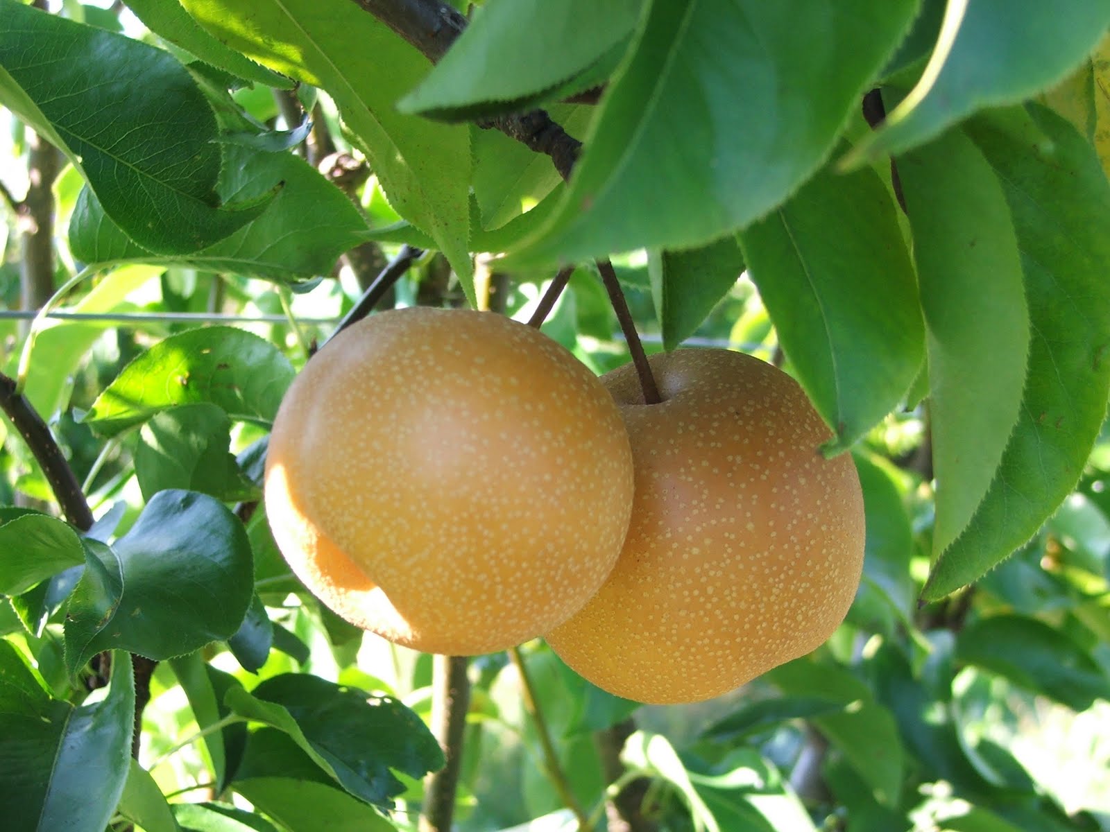 Our Xingfu Babies Asian Pear  Apple Picking-6743