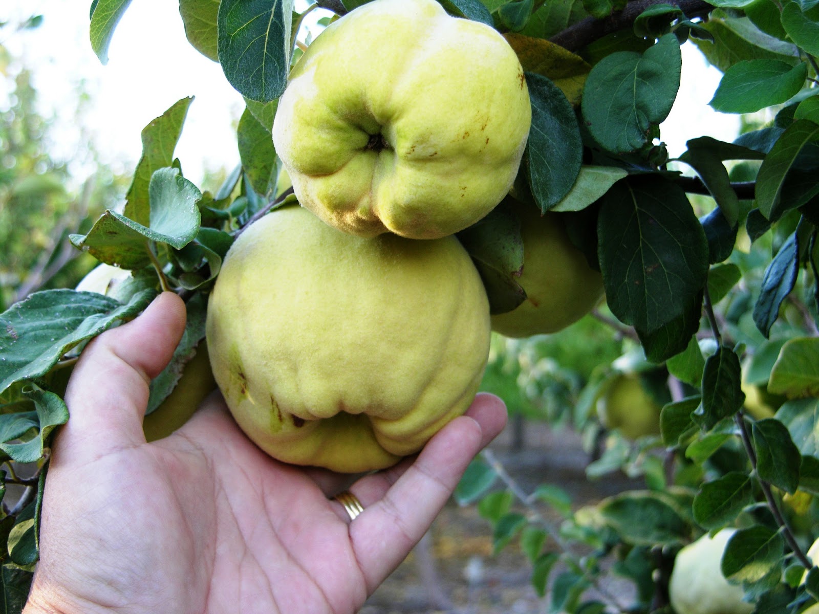 Плод похожий на яблоко