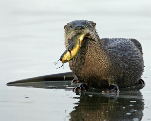 fish eaten by an otter